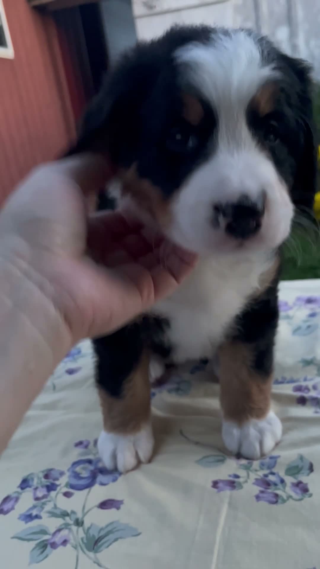 Bernese Mountain Dog dogs for sale: Sandra - Video 1