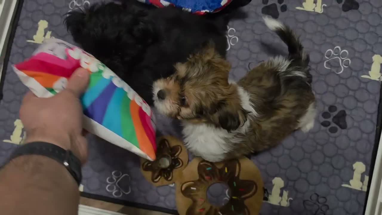Mixed Breed dogs for sale: Nacho - Video 1