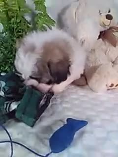 Teddy Bear dogs for sale: Chewy - Video 1