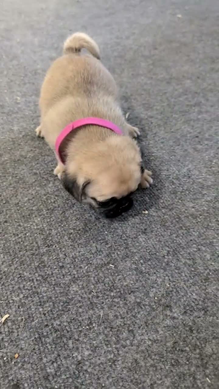Pug dogs for sale: Nala - Video 1
