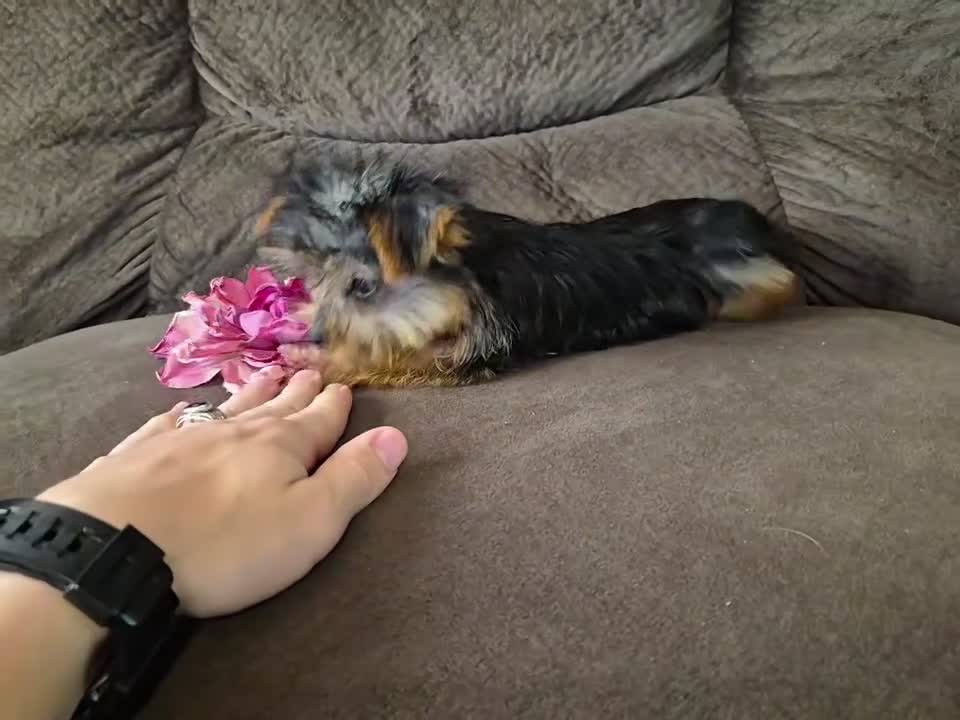 Yorkshire Terrier dogs for sale: Bambi - Video 2