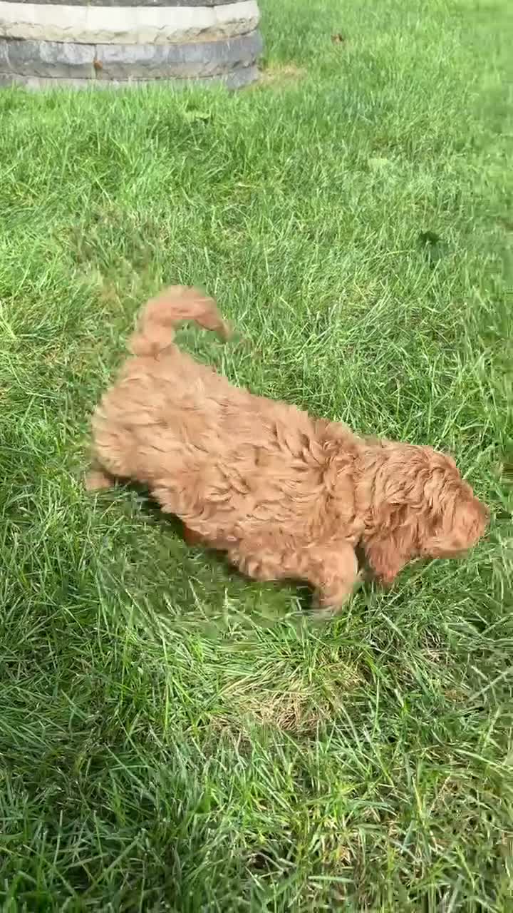 Cockapoo dogs for sale: Cockapoo female 5 - Video 1