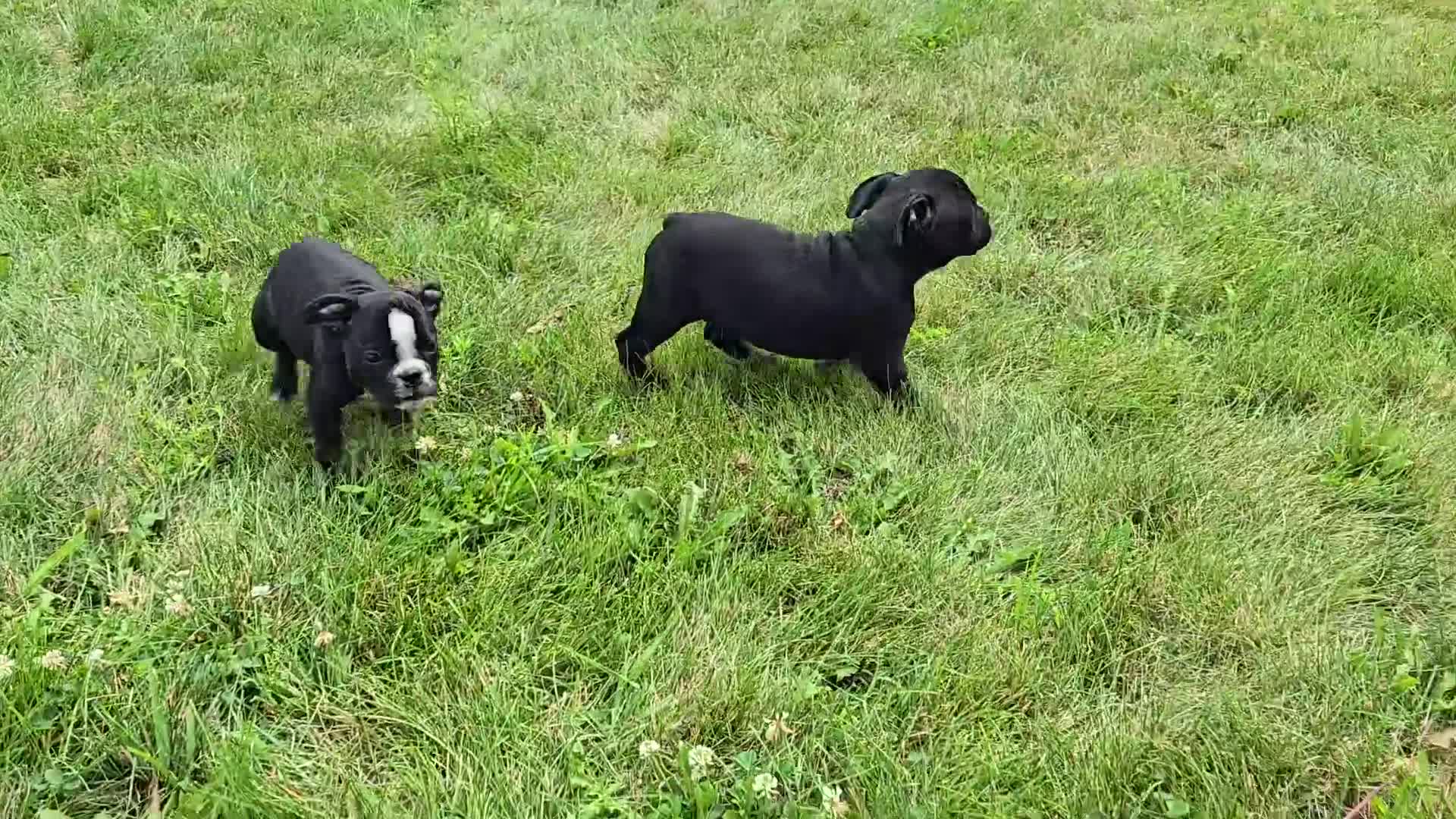 Olde English Bulldogge dogs for sale: Jessie - Video 1