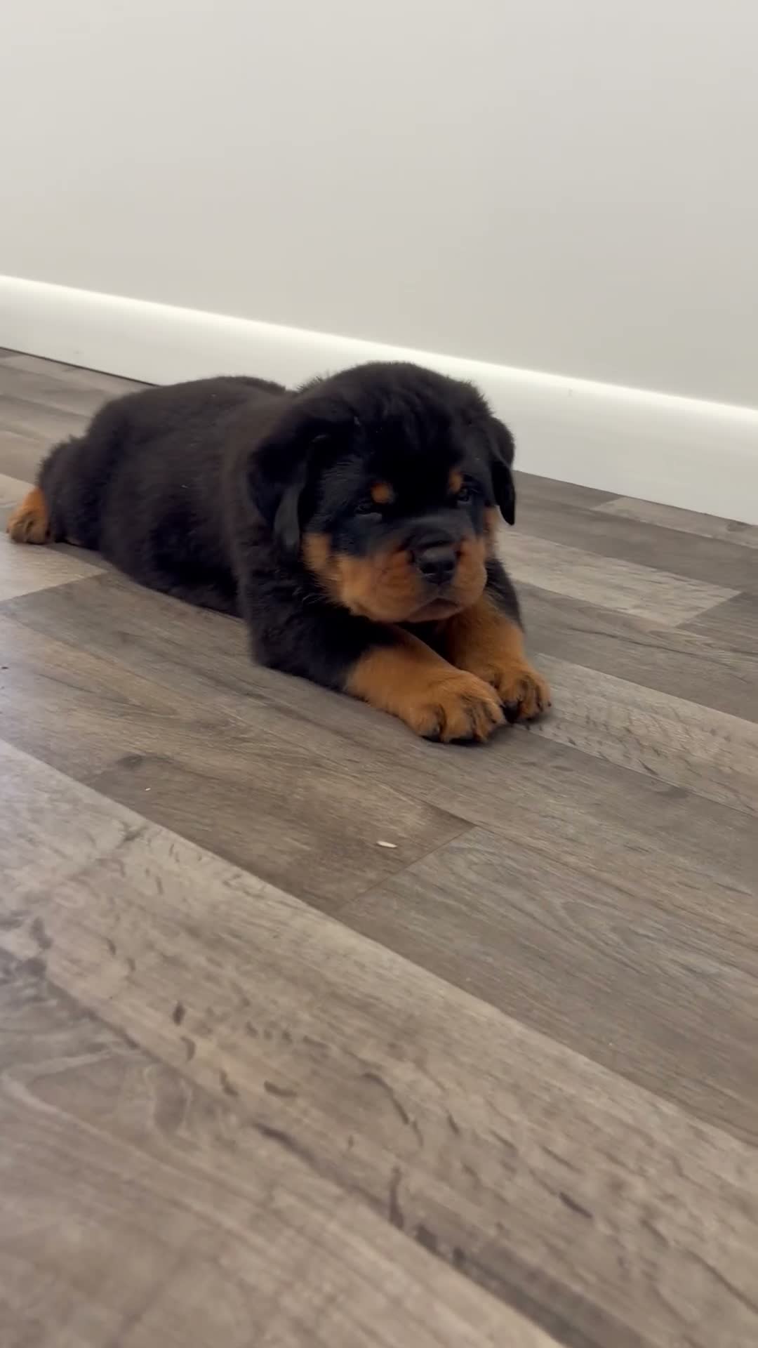 Rottweiler dogs for sale: Jose - Video 1