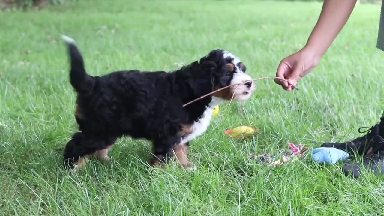 Mini Bernedoodle dogs for sale: Charlie - Video 1