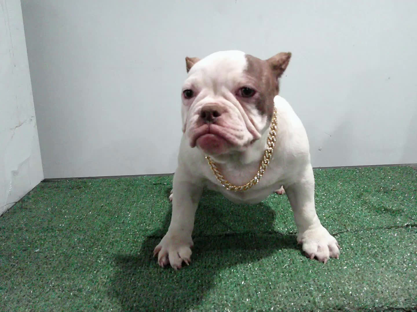 American Bully dogs for sale: Left eye - Video 2