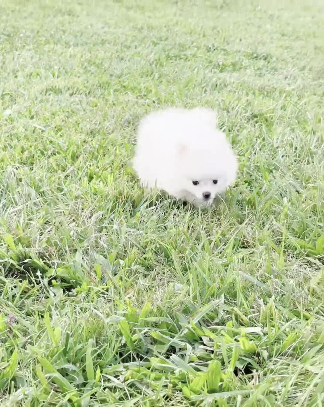 Pomeranian dogs for sale: Coco - Video 1