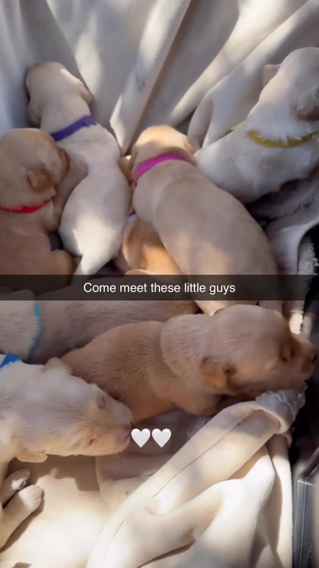 Goldendoodle dogs for sale: Rudy - Video 1