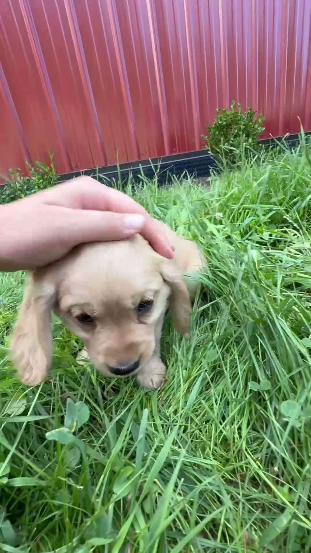 Miniature Golden Retriever dogs for sale: Grady - Video 1