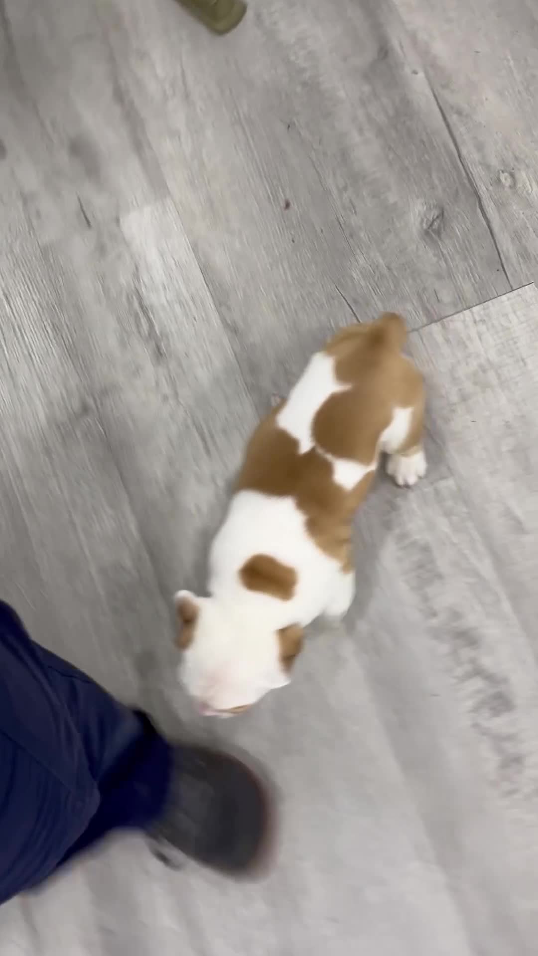 Beabull dogs for sale: Duke - Video 7