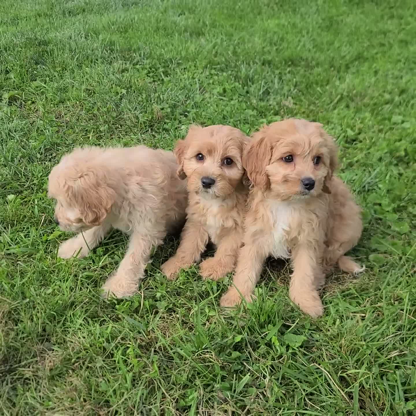 Cavachon dogs for sale: Lonnie - Video 3