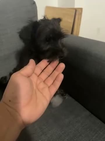 Schnoodle dogs for sale: Mini Schnauzer 5 female - Video 1