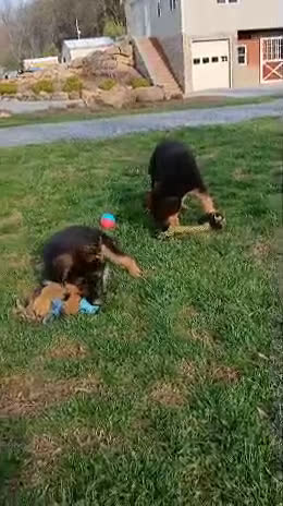 German Shepherd dogs for sale: Zara - Video 1