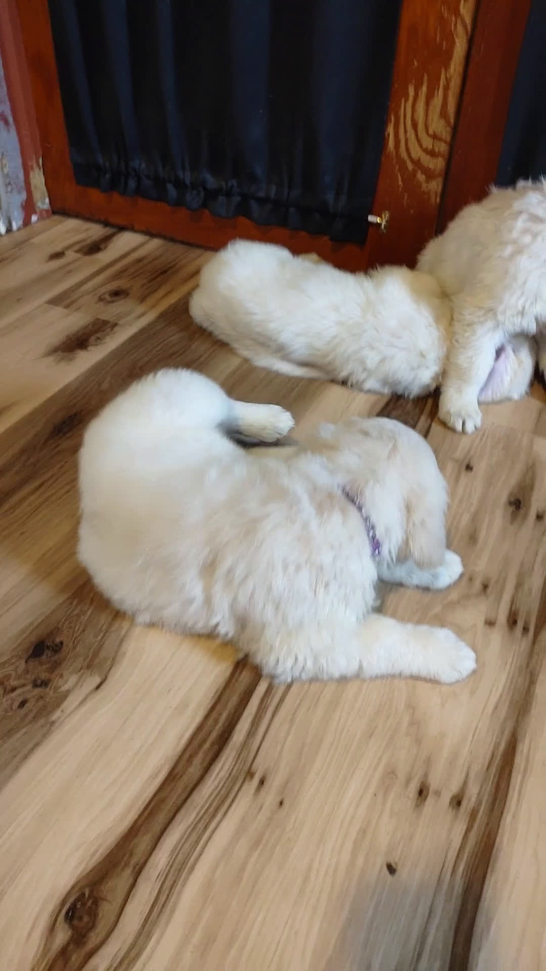 Golden Retriever dogs for sale: Golden Retriever Puppy 7 - Video 2
