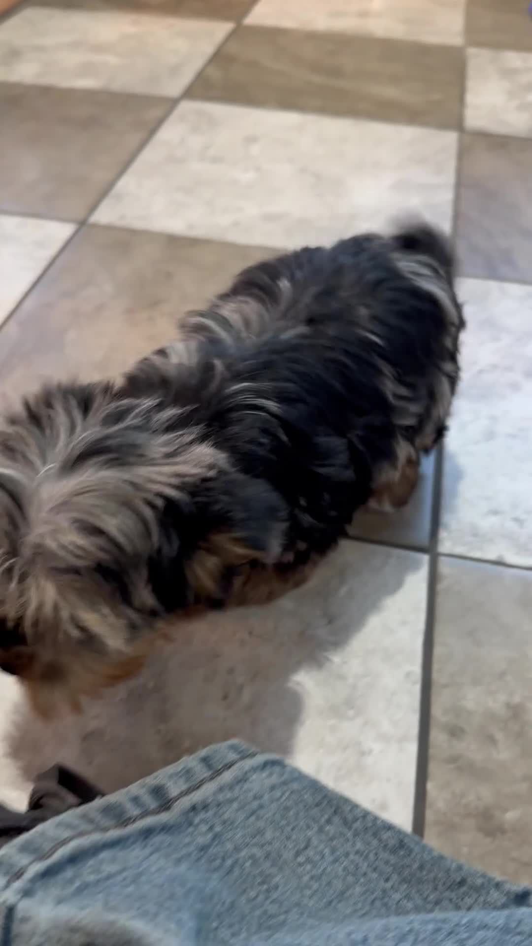 Yorkiepoo dogs for sale: Lexi - Video 1