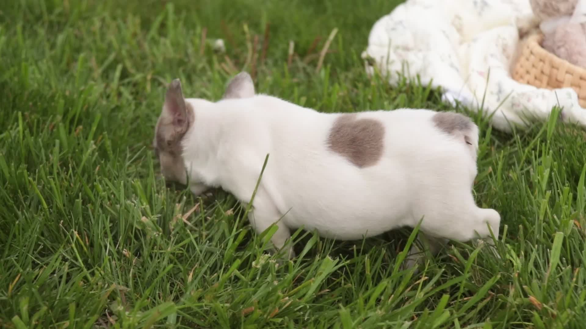 French Bulldog dogs for sale: Juliet - Video 1
