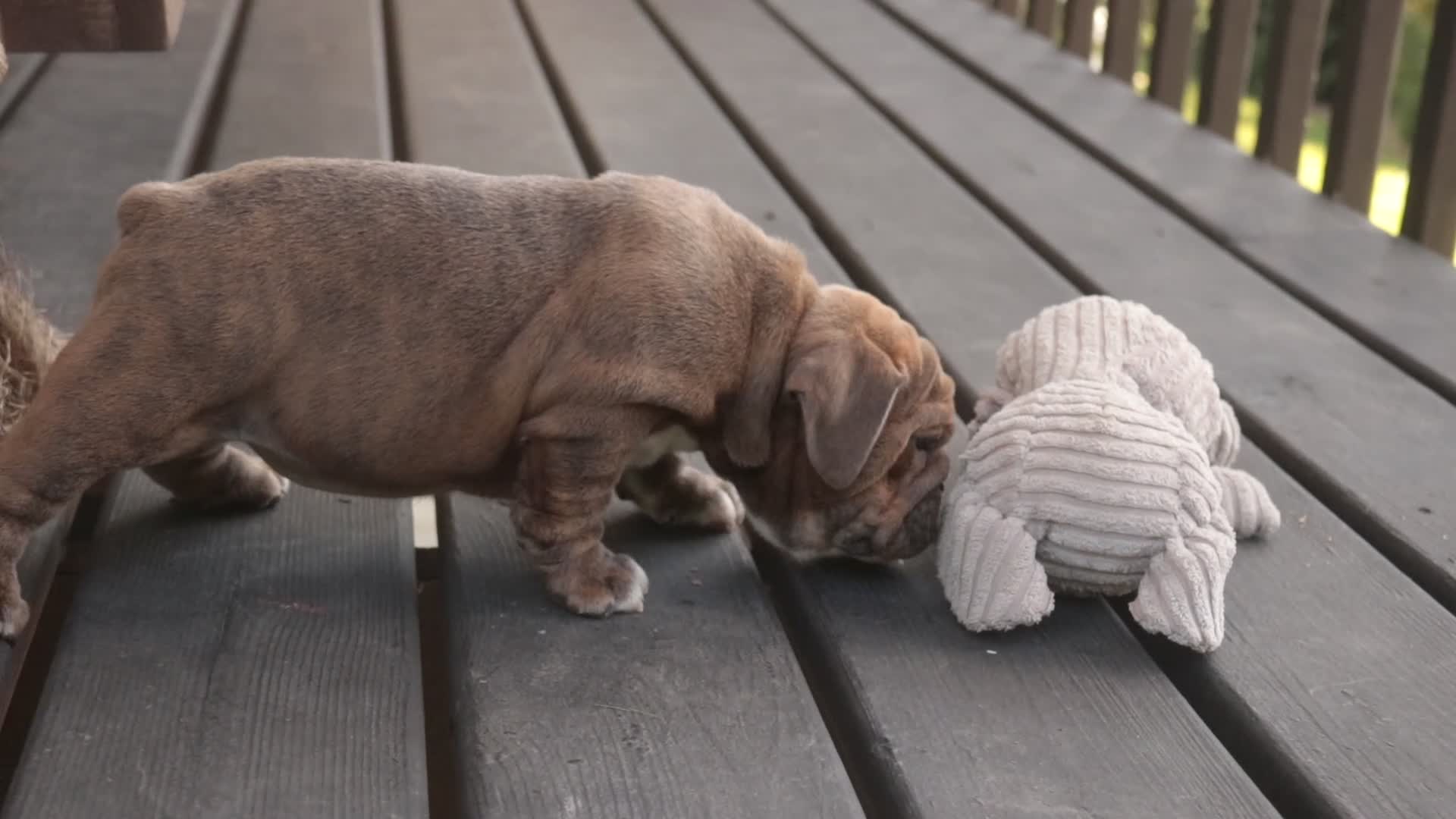 English Bulldog dogs for sale: Delsie English Bulldog leash trained and crate training in progress - Video 8