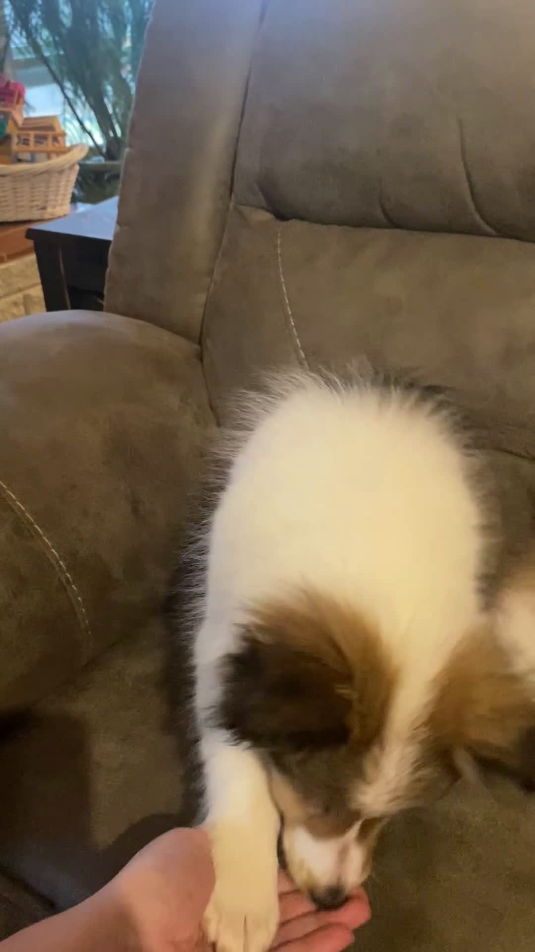 Shetland Sheepdog dogs for sale: Shetland Sheepdog Puppy 1 - Video 1