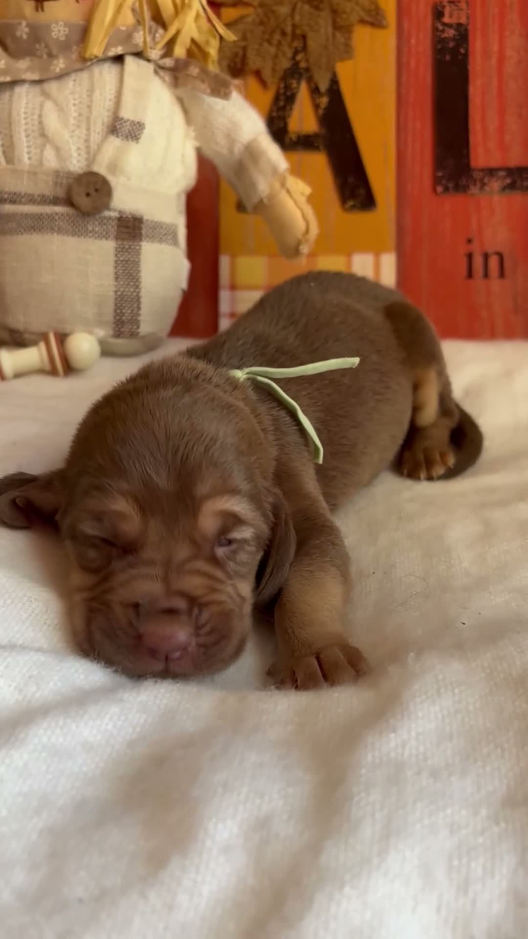 Bloodhound dogs for sale: Teal collar female  - Video 1