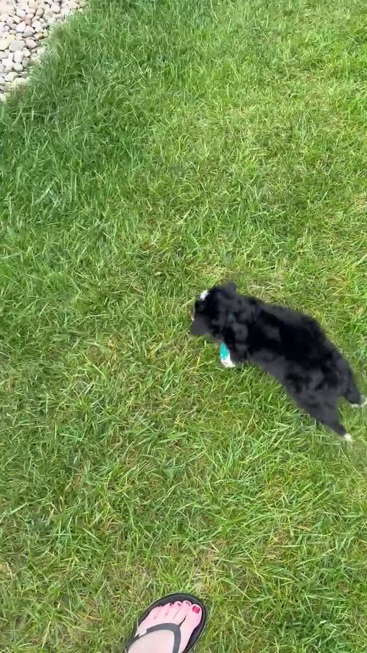 Mini Bernedoodle dogs for sale: Mini Blossom - Video 5