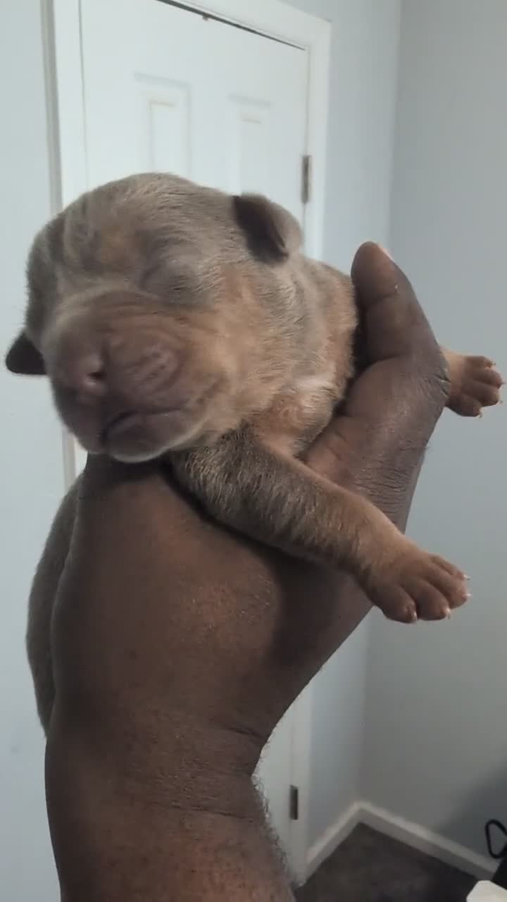 American Bully dogs for sale: American Bully 2 - Video 1