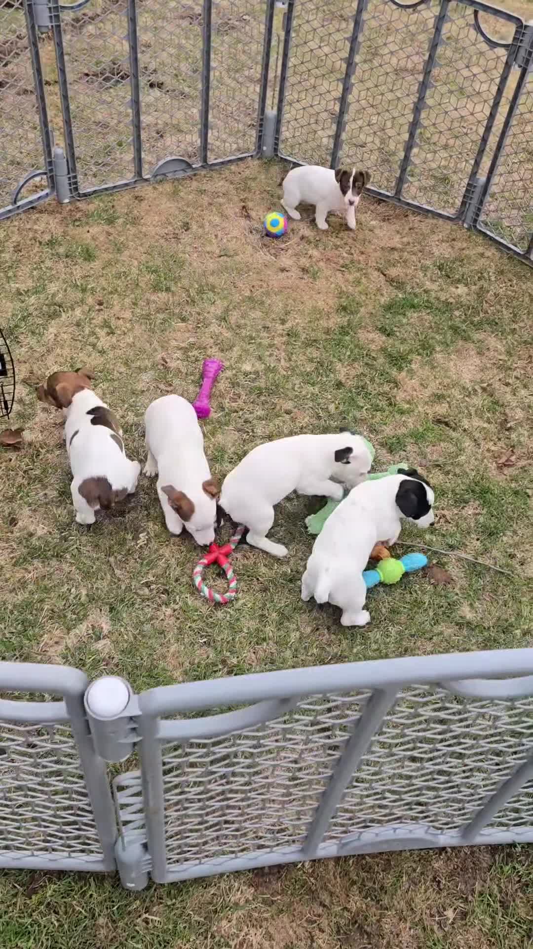 Jack Russell Terrier dogs for sale: Jack Russell Terrier Puppy 4 - Video 2