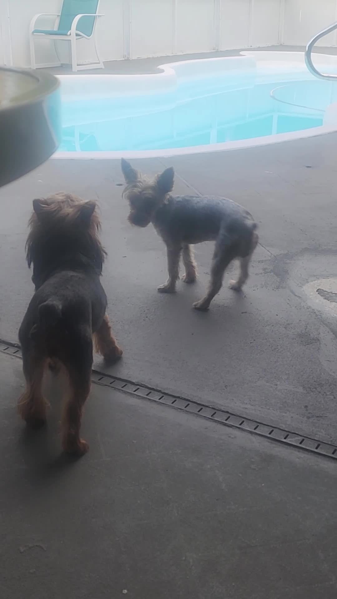 Yorkshire Terrier dogs for sale: Yorkshire Terrier Puppy 1 - Video 5