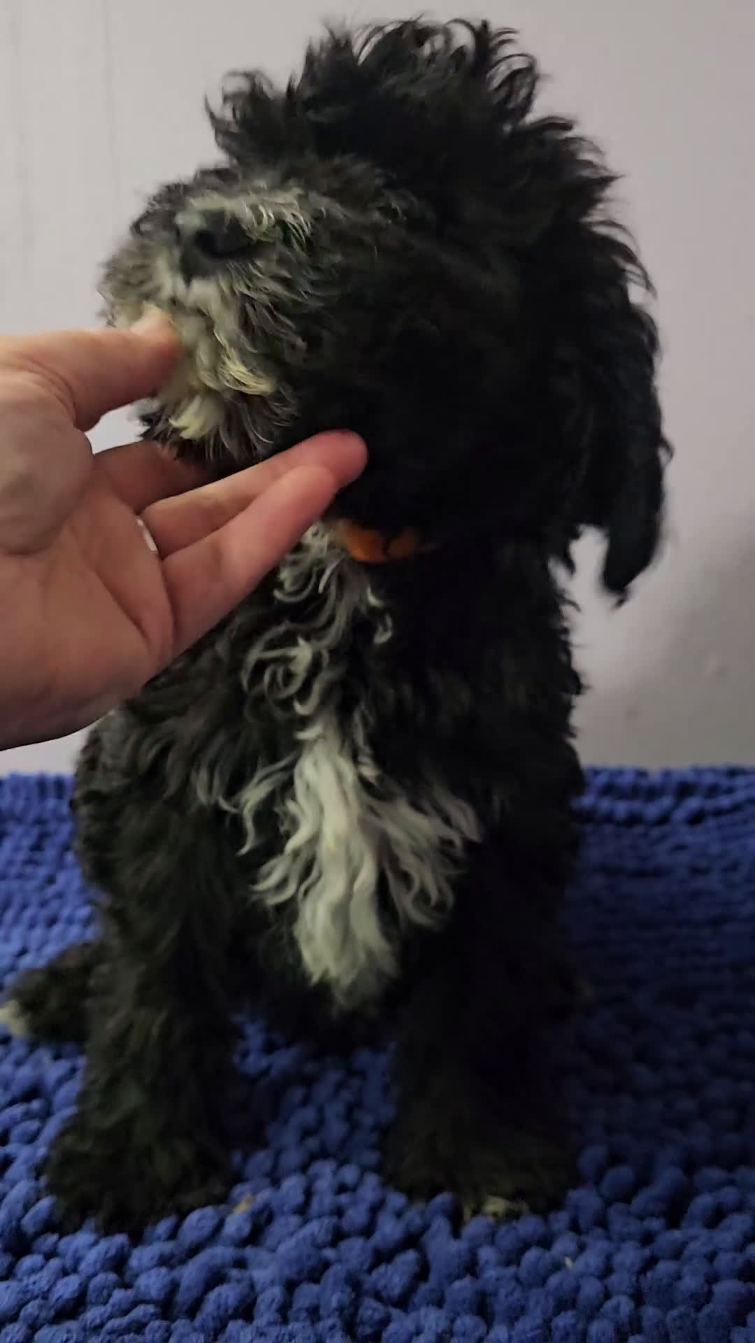 Sheepadoodle dogs for sale: Black and tan boy Sheepadoodle  - Video 4