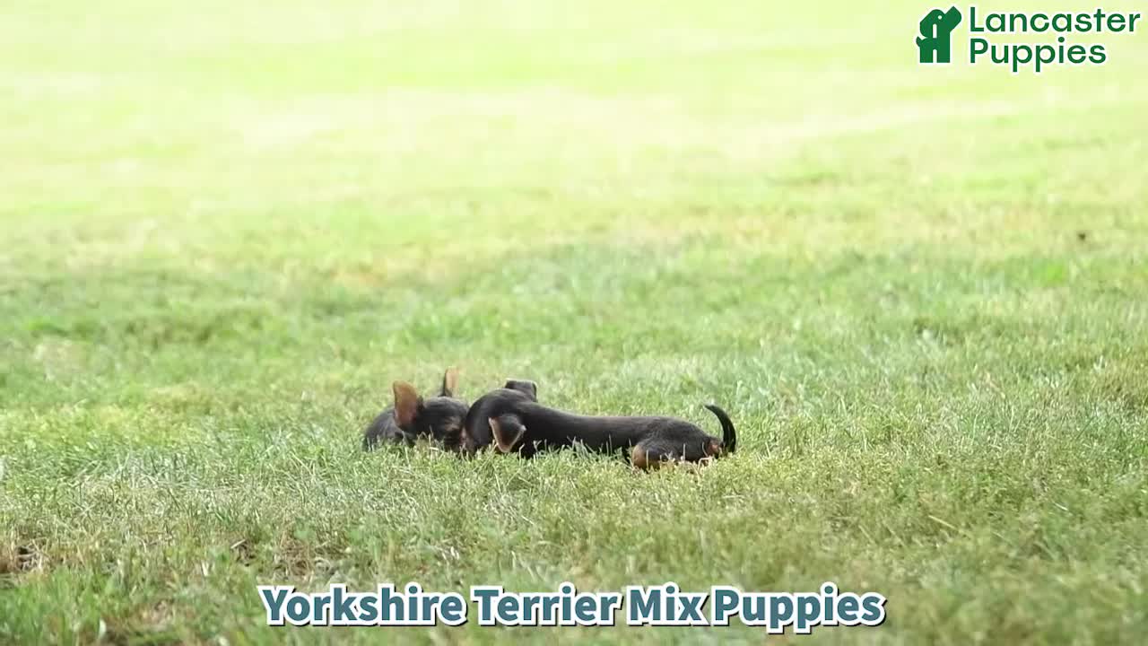 Yorkshire Terrier dogs for sale: Quincy - Video 1