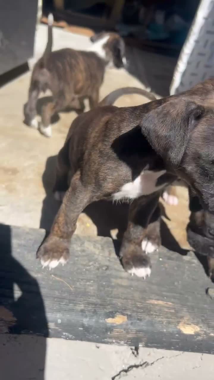 Boxer dogs for sale: Boxer 6 - Video 1
