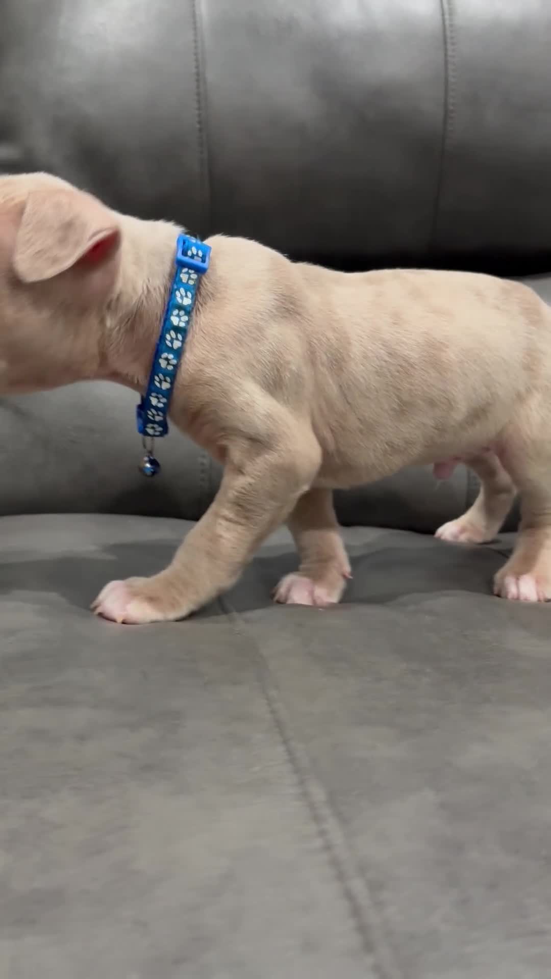 American Pit Bull Terrier dogs for sale: Titus  - Video 1