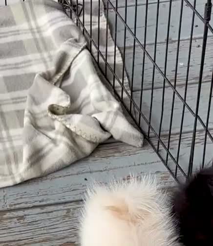 Pomeranian dogs for sale: Pomeranian 2 sherbet  - Video 1