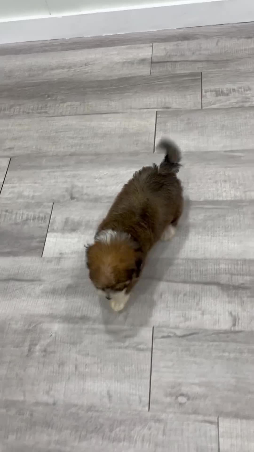 Havanese dogs for sale: Eric - Video 1