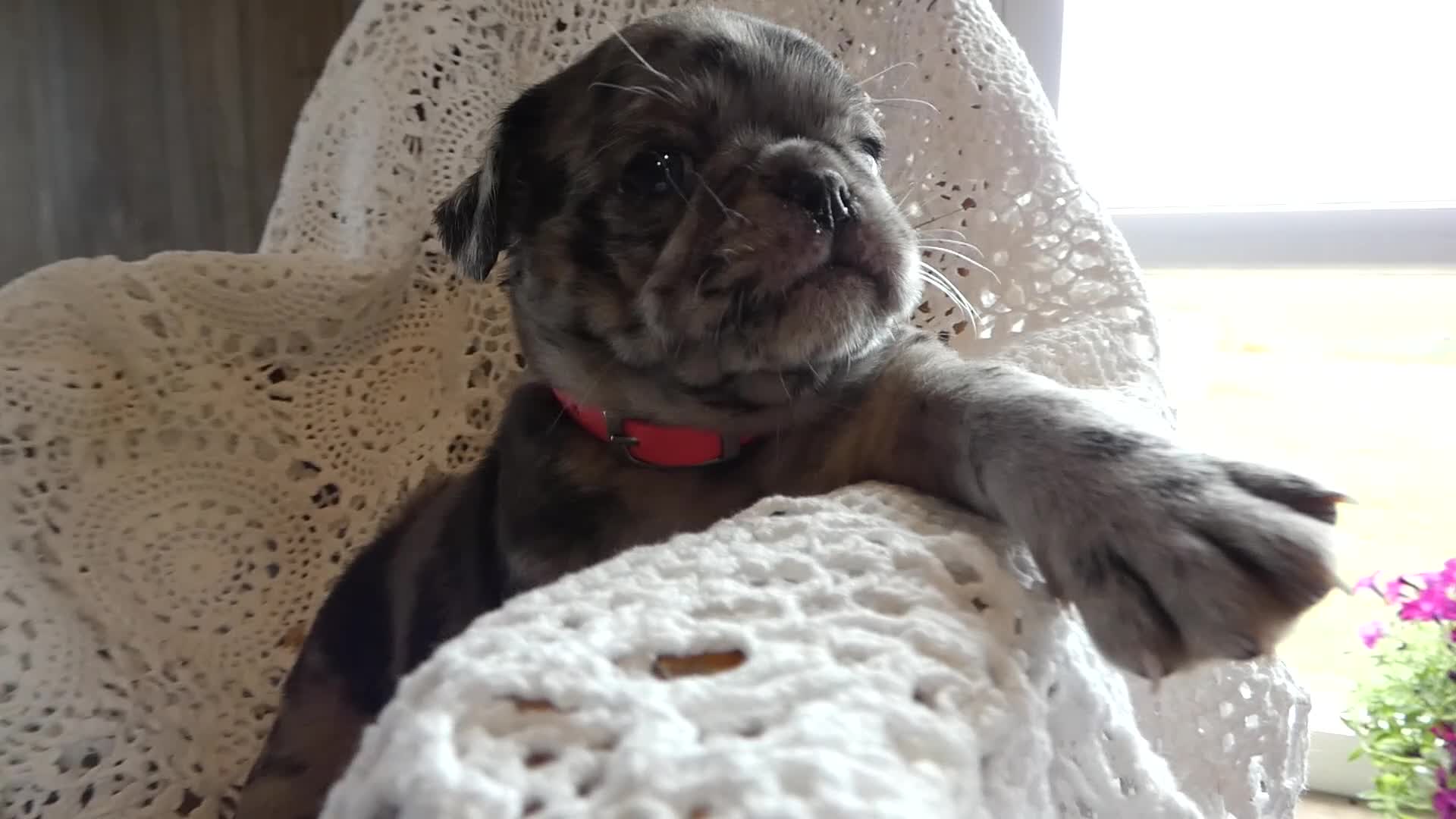 Pug dogs for sale: Pug 6 Beauty - Video 1