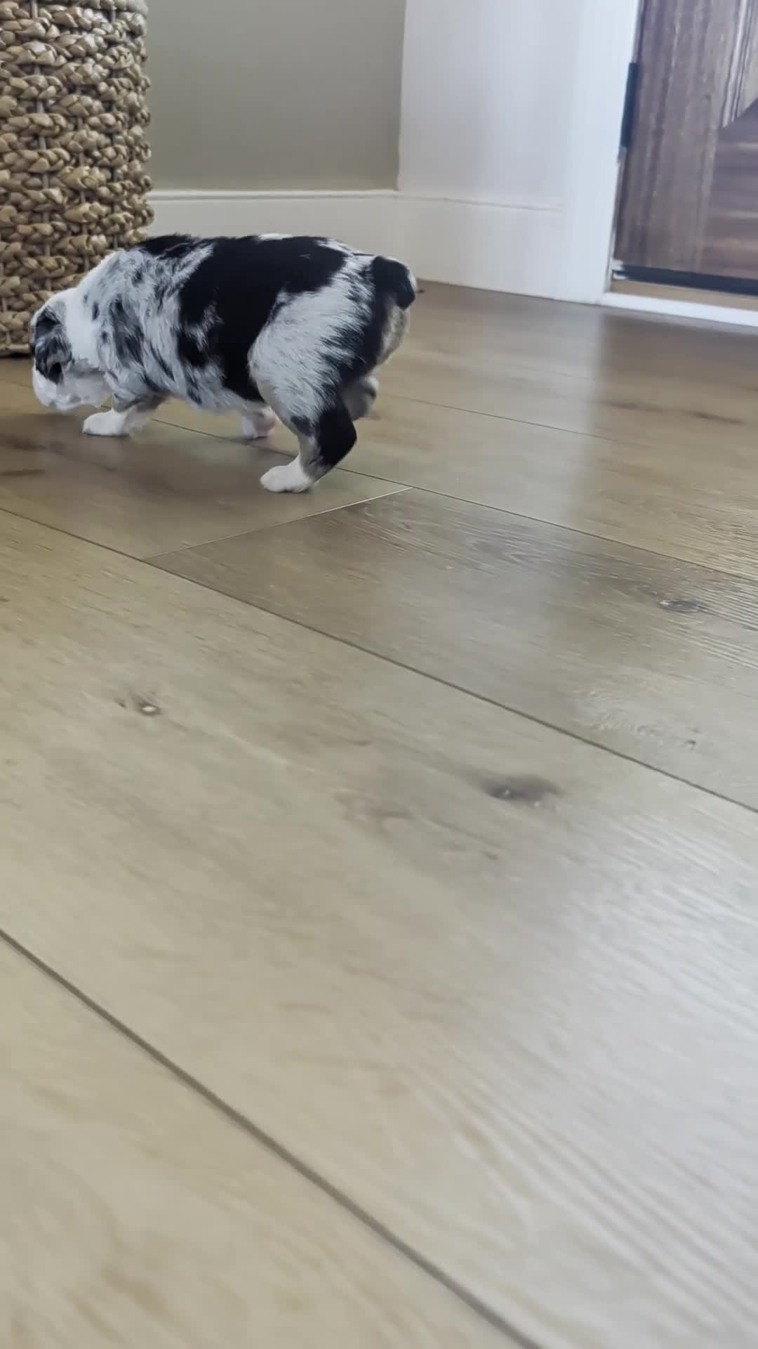 Australian Shepherd dogs for sale: Snowy: Female Merle Standard Australian Shepherd  - Video 2