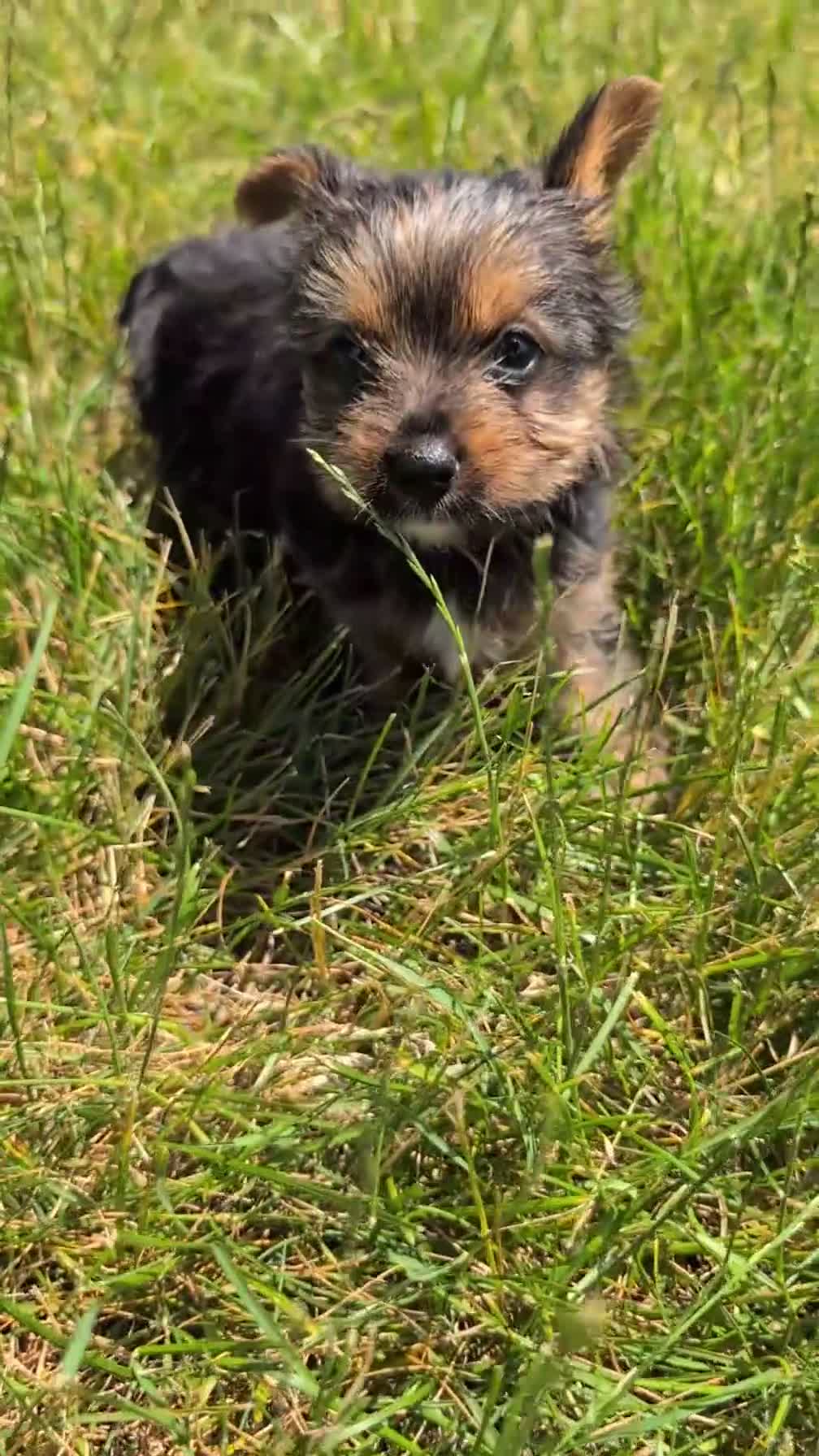 Yorkshire Terrier dogs for sale: Xena - Video 1