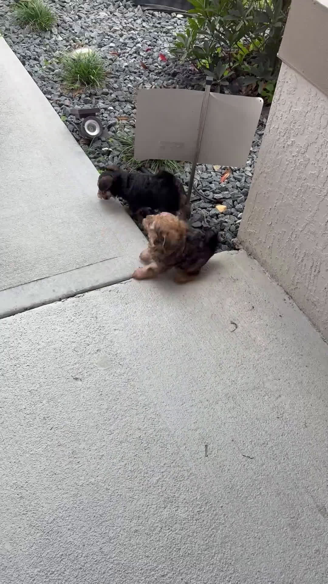 Yorkiepoo dogs for sale: Chocolate  - Video 1