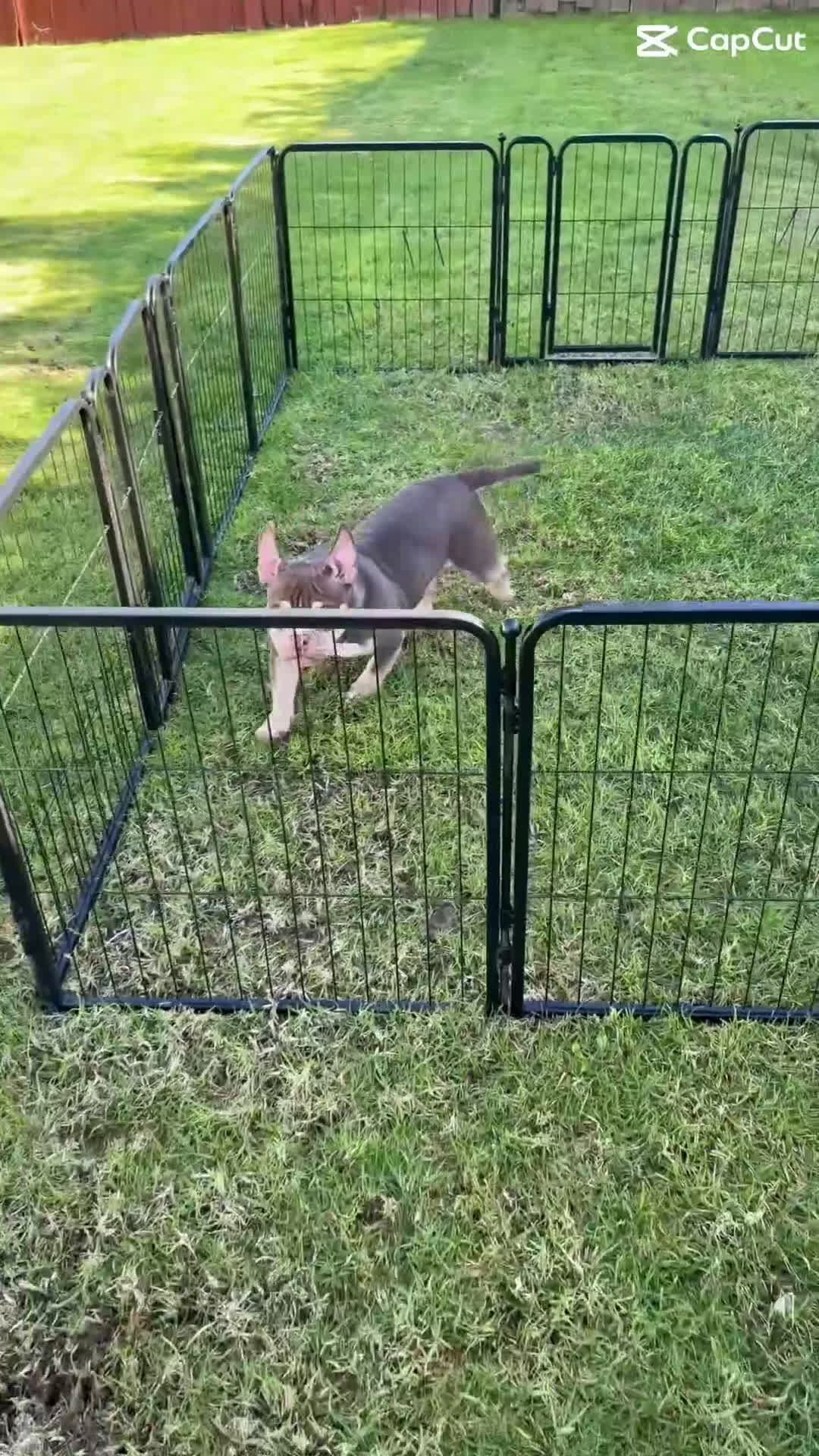 American Bully dogs for sale: American Bully Puppy 1 - Video 1