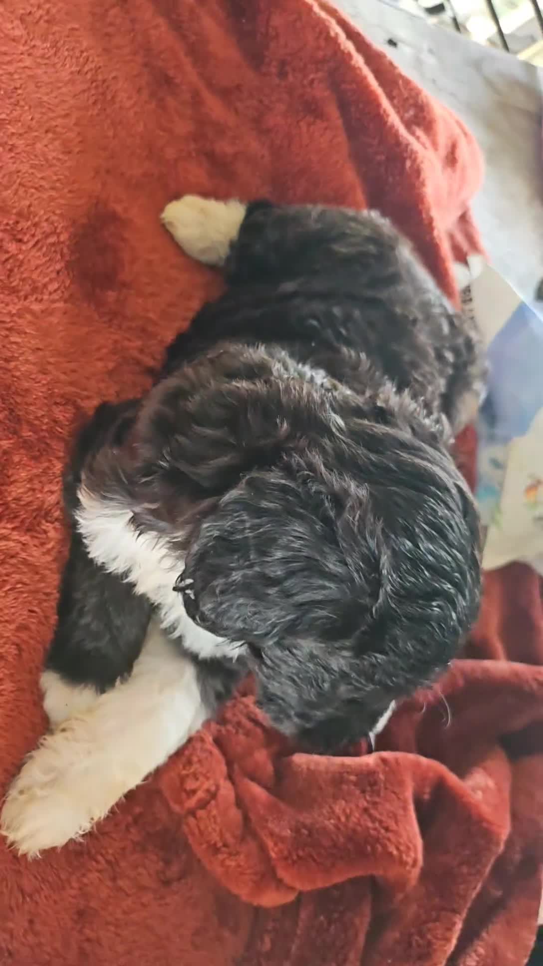 Labradoodle dogs for sale: Charlie  - Video 1