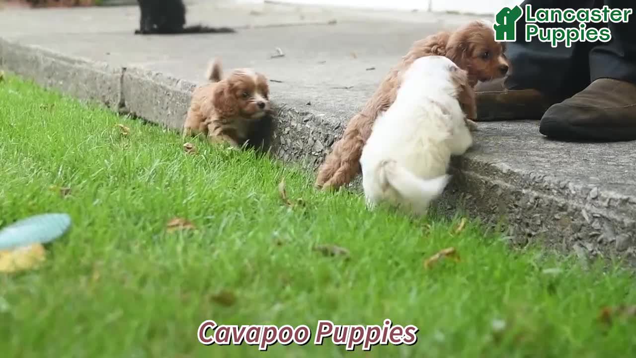 Cavapoo dogs for sale: Trixie  - Video 1