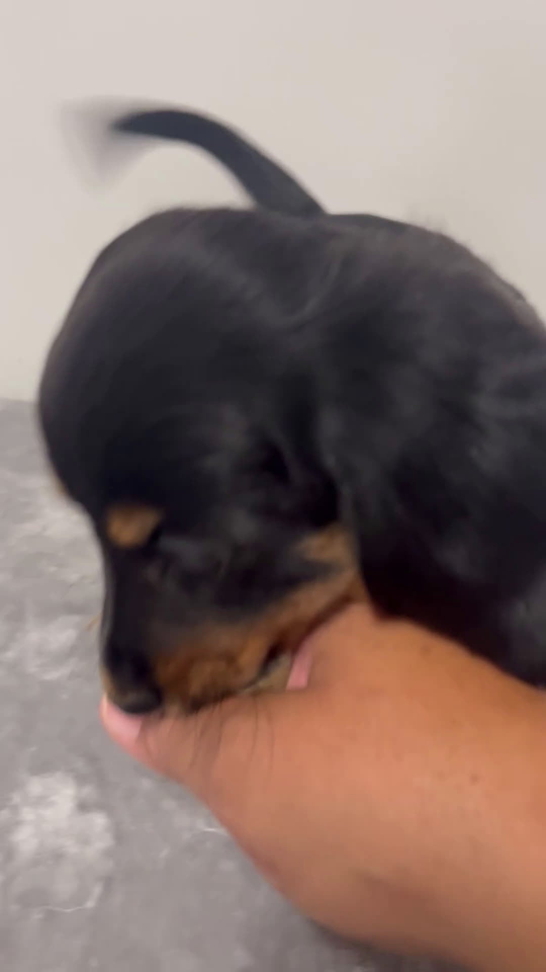 Miniature Dachshund dogs for sale: Miniature Dachshund ocean  - Video 1