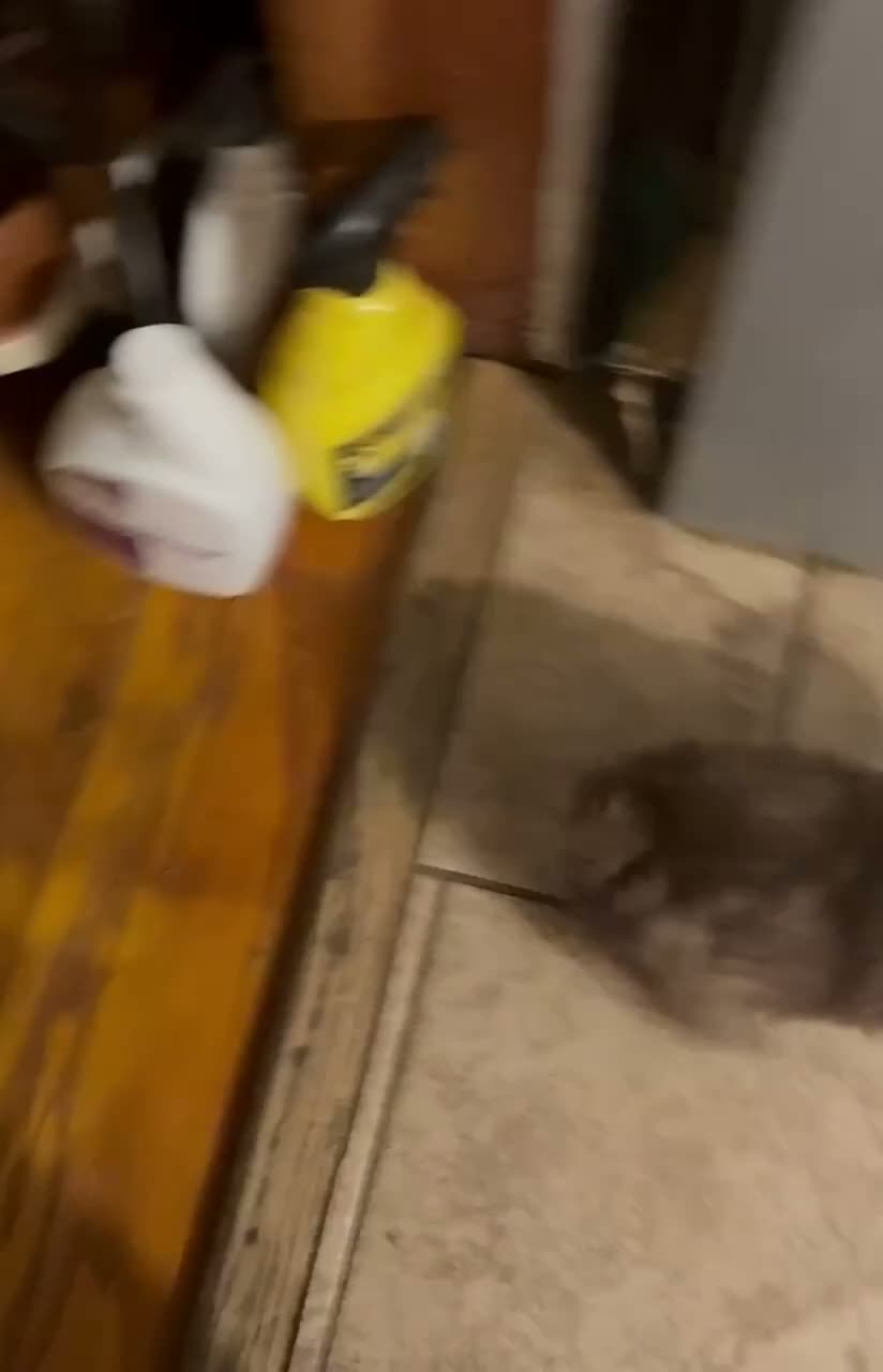 Toy Poodle dogs for sale: Honey 🤎🐻 - Video 2