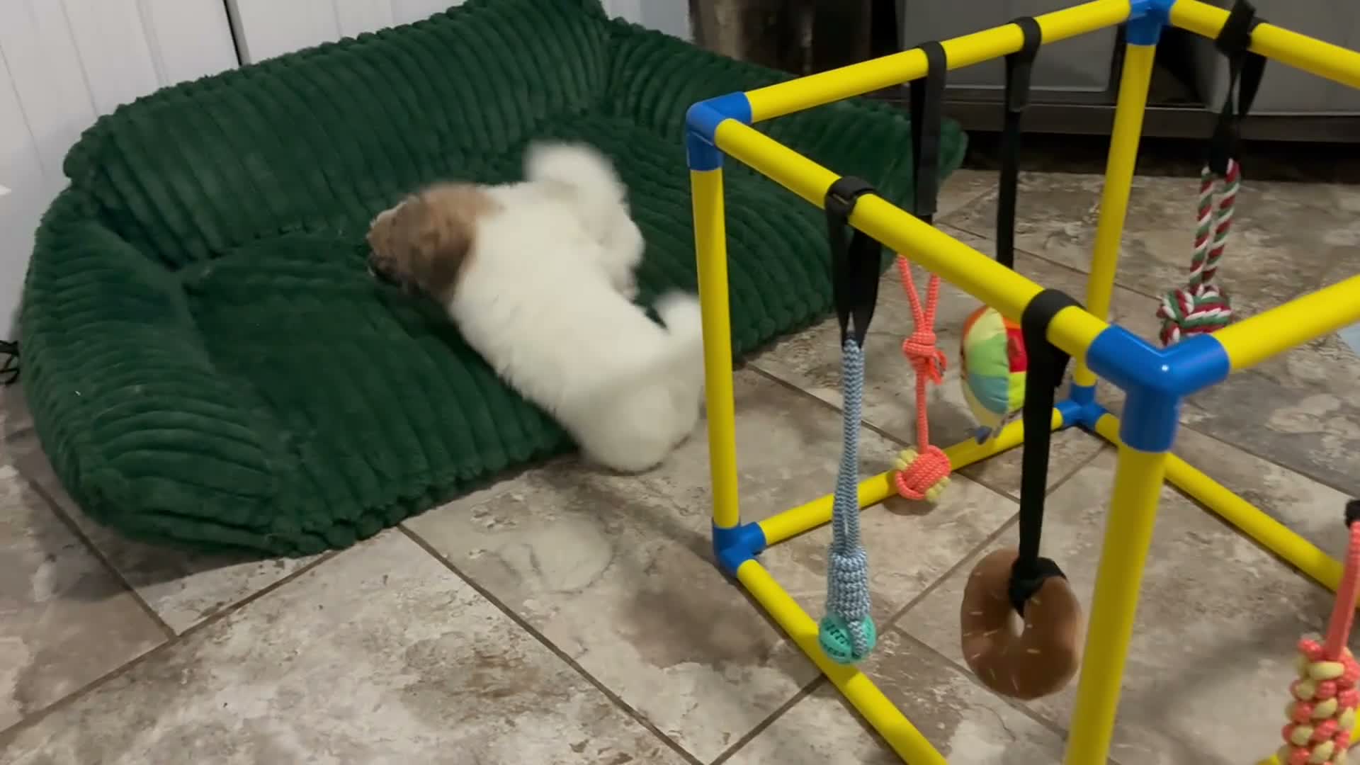 Coton De Tulear dogs for sale: Coton De Tulear 1 - Video 1