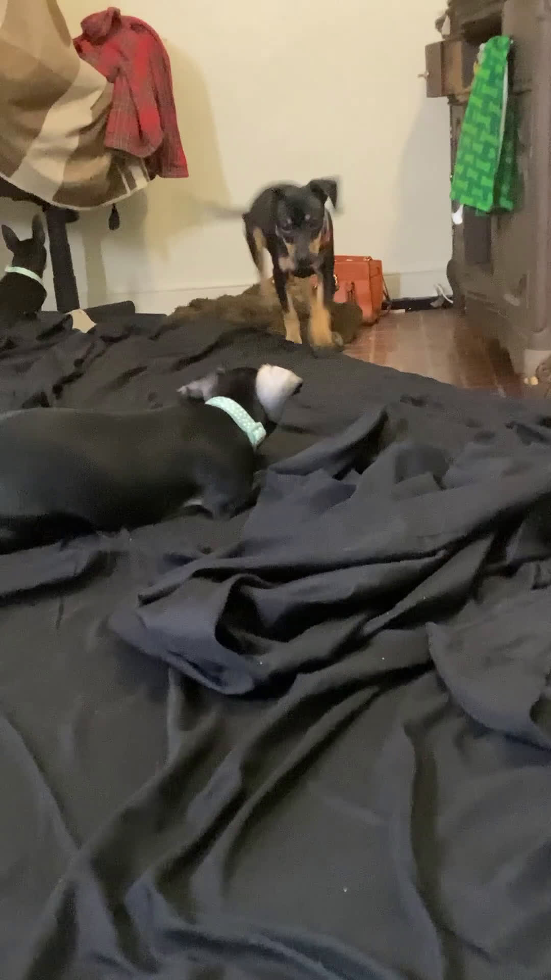 Mixed Breed dogs for sale: Pocket Pet 1 - Video 7