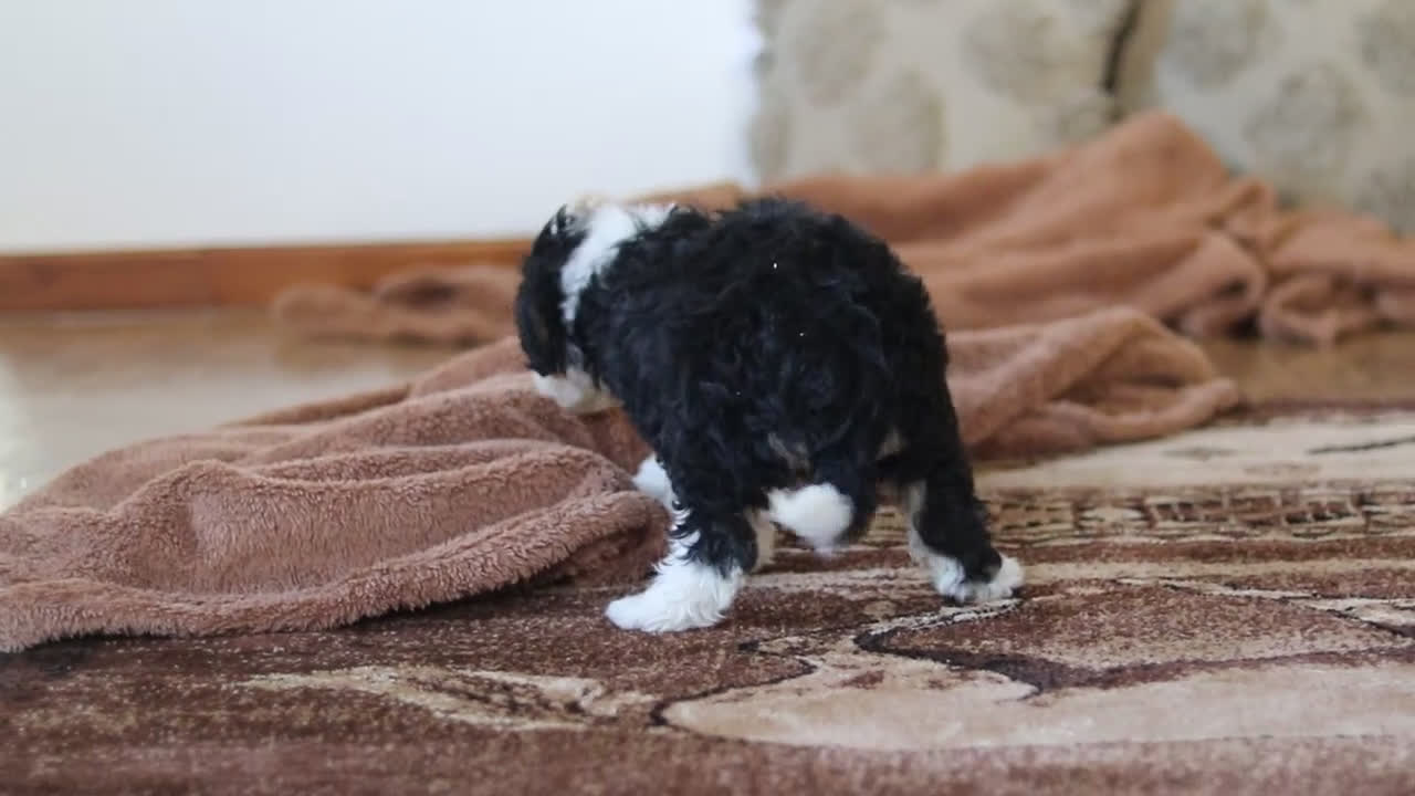 Mini Bernedoodle dogs for sale: Daisy - Video 6