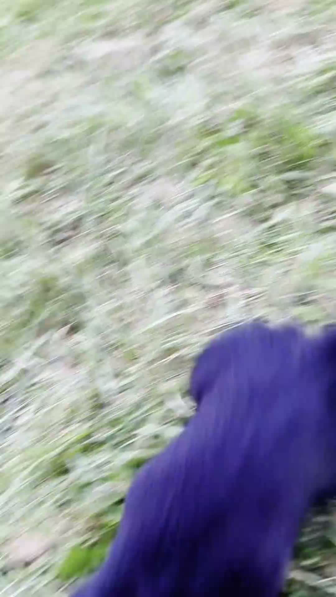 Miniature Dachshund dogs for sale: DeeDee - Video 1