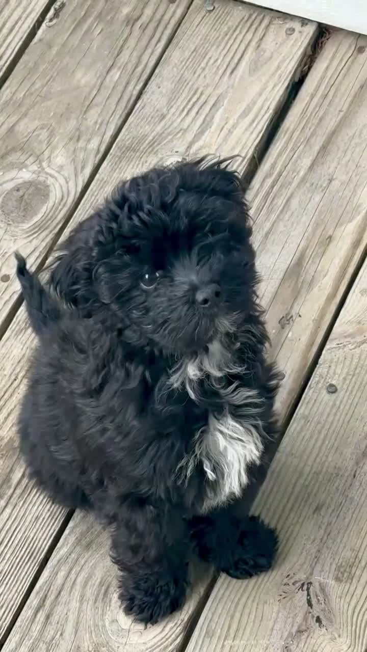 Havapoo dogs for sale: Silas - Video 1