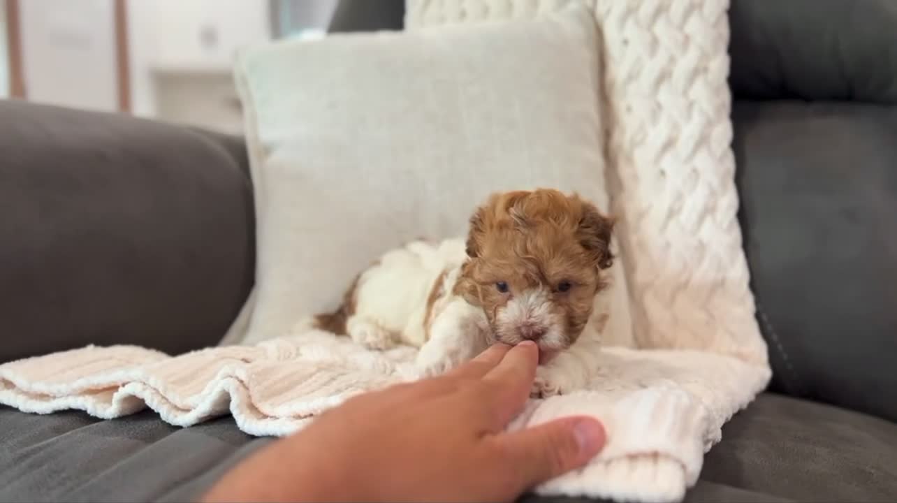 Havanese dogs for sale: Lexy - Video 3