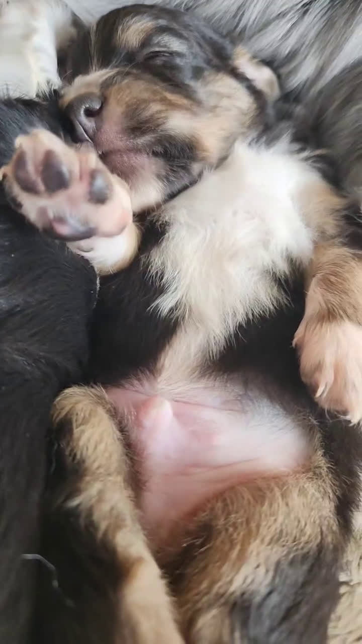 Miniature Australian Shepherd dogs for sale: Miniature Australian Shepherd Puppy 3 - Video 3