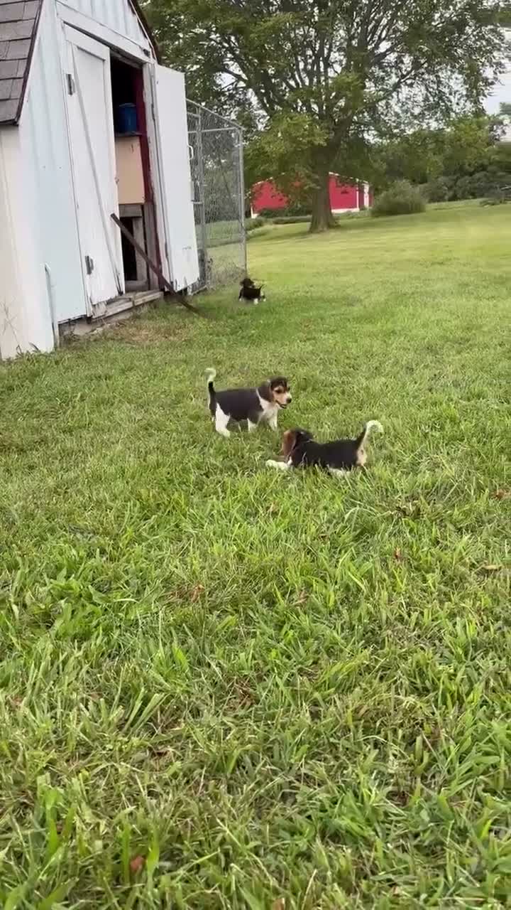 Beagle dogs for sale: Little man - Video 2